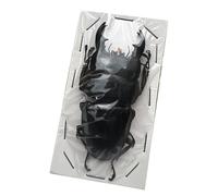 LKYLVEE Spécimens réels de lucanes Collection Naturelle d'insectes pour Enfants Divers conservés dans la résine Spécimens pour la e Sciences,B