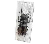 LKYLVEE Spécimens réels de lucanes Collection Naturelle d'insectes pour Enfants Divers conservés dans la résine Spécimens pour la e Sciences,E