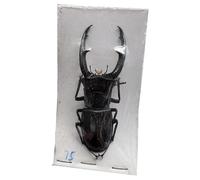 LKYLVEE Spécimens réels de lucanes Collection Naturelle d'insectes pour Enfants Divers conservés dans la résine Spécimens pour la e Sciences,D