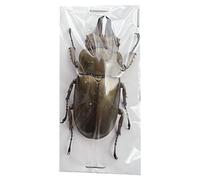 LKYLVEE Spécimens réels de lucanes Collection Naturelle d'insectes pour Enfants Divers conservés dans la résine Spécimens pour la e Sciences,F