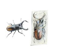 LKYLVEE Spécimens réels de lucanes Collection Naturelle d'insectes pour Enfants Divers conservés dans la résine Spécimens pour la e Sciences,C