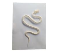 LKYLVEE Taxidermie Crânes d'animaux Réels - Spécimen de Squelette de Serpent Réel - pour l'Éducation Scientifique, Curiosité Biologique, Décoration d'Intérieur, Cadeau