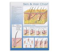 LLBOGRGGN Cosmetology Education Poster Skin and Hair Basics Chart Salon Wall-Art for Beauty School Esthetician Studio and Professional Decor(Framed,16x24inch(40x60cm))
