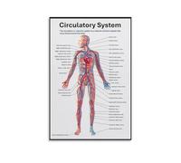 LLBOGRGGN Guide to the Circulatory System Poster - Human Anatomy Chart, Canvas Wall-Art for Students(Unframed,08x12inch(20x30cm))