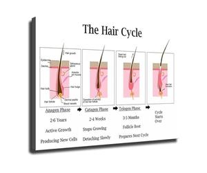 LLBOGRGGN Hair Growth Cycle Chart - Canvas Wall-Art of Follicle Structure and Phases - Educational Poster for Salon and Dermatology Clinic(Framed,12x18inch(30x45cm))