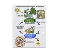 LLBOGRGGN Science Poster Photosynthesis and Cellular Respiration Process Canvas Wall-Art for Study Room Decor(Framed,16x24inch(40x60cm))