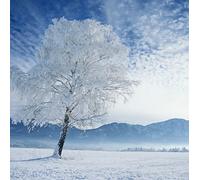 Llewellyn - Winter Dvd Card