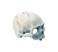 LLHCF Reptiles Décoration d'aquarium en résine Tête de mort pour terrariums Accessoires pour dragon barbu et serpent