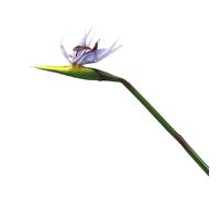 LLMWFA Fleurs décoratives de Luxe 85cm, Fleur Artificielle en Caoutchouc for décoration Maison, Oiseau Paradis réaliste Vert Violet, 1 pièce(Purple)