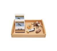 LLTCMAOYI Montessori Jeu de jouets de modèle du cycle de croissance du moustique, matériel d'aide à l'enseignement du langage