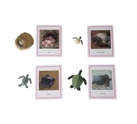 LLTCMYGS Cycle de Vie et Cartes de la Tortue Montessori, Enseignement des Langues SIDA pour Le processus de Croissance des Tortues