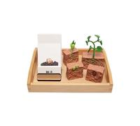 LLTCMYGS Ensemble de Jouets modèle de Cycle de Croissance des Plantes Montessori, Jouets d'éducation linguistique pour la Petite enfance
