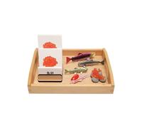 LLTCMYGS Ensemble de modèles du Cycle de Croissance des Poissons Montessori, Jouet modèle de cognition Scientifique pour la Maternelle