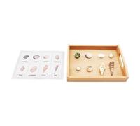 LLTCMYGS Ensemble d'outils d'enseignement de Langues avec Cartes correspondantes Montessori, matériaux préscolaires de Correspondance des Coquillages