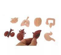 LLTCMYGS Mini modèle d'organes Humains, Aides pédagogiques Montessori, Ensembles de Parties du Corps, Jouets d'anatomie (8 pièces)