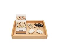 LLTCMYGS Modèle de Croissance des Fourmis Montessori et Jouets Cartes Correspondants, matériel d'apprentissage des Langues pour Enfants