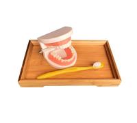 LLTCMYGS Modèle Dentaire Montessori Enseignement Scientifique et culturel SIDA, brossage des Dents Jouets pour reconnaître Les Dents