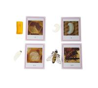 LLTCMYGS Montessori Mini Bee Growth Process Teaching AIDS, Bee Model Language Teaching AIDS