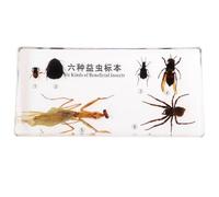 LLTCMYGS Spécimen d'insecte Montessori Enseignement des Sciences SIDA, Spécimen en résine Enseignement du SIDA