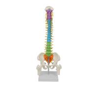 lmoikesz Modèle Anatomique Flexible de la Colonne vertébrale avec modèle du Bassin Grandeur Nature - Instructions pour l'enseignement Professionnel et Scientifique - Colonne
