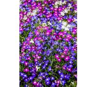 Lobelia en melange (faible -pas pendula) Lobélie 2000 Graines, couvre sol, rocaille