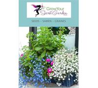 Lobelia erinus pendula mélanger les couleurs