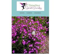 Lobelia erinus pendula rouge