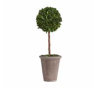 LOBERON® Arbre décoratif Aube, Buis, Saule, Terracotta, mousse, H/Ø env. 46/15 cm - vert