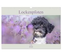Lockenpfoten 2026 (Wandkalender 2026 DIN A3 quer), CALVENDO Monatskalender: Wunderschöne Pudelfotos begleiten Hundefans durch das Jahr 2020