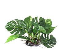 Lodoot Décorations aquatiques vertes artificielles pour aquarium - 17,8 cm de haut - Poisson pour décoration d'aquarium - Aménagement paysager - Simulation artificielle biologique