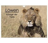 Löwen - Könige der Tiere (Wandkalender 2026 DIN A4 quer), CALVENDO Monatskalender: Erleben Sie die grossen Katzen Afrikas in ihrem natürlichen Lebensraum.