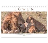 Löwen - Raubkatzen Afrikas (Tischkalender 2026 DIN A5 quer), CALVENDO Monatskalender: Fasziniernde Aufnahmen der majestätischen Raubkatzen - auch als verspielte Löwenkinder