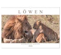 Löwen - Raubkatzen Afrikas (Wandkalender 2026 DIN A3 quer), CALVENDO Monatskalender: Fasziniernde Aufnahmen der majestätischen Raubkatzen - auch als verspielte Löwenkinder