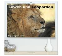 Löwen und Leoparden - Begegnungen in Afrika (hochwertiger Premium Wandkalender 2026 DIN A2 quer), Kunstdruck in Hochglanz: Wilde Raubkatzen in Afrika