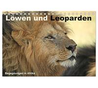 Löwen und Leoparden - Begegnungen in Afrika (Tischkalender 2026 DIN A5 quer), CALVENDO Monatskalender: Wilde Raubkatzen in Afrika