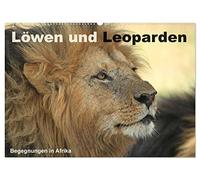 Löwen und Leoparden - Begegnungen in Afrika (Wandkalender 2026 DIN A2 quer), CALVENDO Monatskalender: Wilde Raubkatzen in Afrika