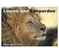 Löwen und Leoparden - Begegnungen in Afrika (Wandkalender 2026 DIN A4 quer), CALVENDO Monatskalender: Wilde Raubkatzen in Afrika