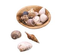 Logbuch-Verlag Coquillages dans un bol rond 13 x 13 x 5 cm - Décoration naturelle environ 90 g de véritables coquillages et escargots - Décoration de table maritime et accessoires de bricolage
