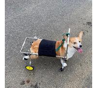 LOKLNEYK Fauteuil Roulant à 10 Roues for Chien, Chariot de rééducation en métal for Petits Animaux, fauteuils roulants d'entraînement for paralysés(M)