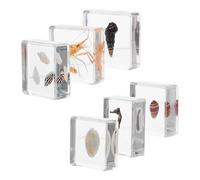 LOLIPPYY 6 pièces Escargots Coquillages Hippocampes et Crevettes Support Éducatif pour Sciences Marines Enseignement Primaire et Expériences Scientifiques