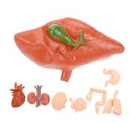 LOLIPPYY 8 pièces Modèle Anatomique Montessori Organes Internes Réalistes Cerveau Foie Cœur Poumon Estomac Intestin Rein Outil Pédagogique Éducatif