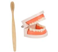 LOLIPPYY Modèle Éducatif avec Brosse Kit de Dentier Standard pour Apprentissage Du Brossage Chez Garçon Fille Outil Pédagogique Montessori pour École et Maison