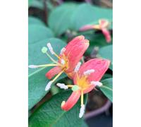 Lonicera marinella taille du pot - en pot de 3 litres