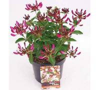 Lonicera pericl. 'Chic & Choc'® - Chèvrefeuille 20- 25 cm - conteneur