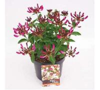 Lonicera pericl. 'Chic & Choc'® - Chèvrefeuille Arbustive 20- 25 cm en pot