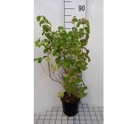 Lonicera xylosteum - Chèvrefeuille 40- 60 cm - conteneur