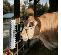 LoogCape Brosse de bœuf murale - Noir et blanc - 50 x 10 x 6,5 cm - Accessoire d'écurie durable pour animaux de ferme - Protection en extérieur