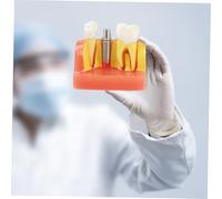 LOORGVEL Modèle Éducatif Agrandi pour Démonstration et Communication Patients Structure Anatomique Claire pour Enseignement Oral Adulte