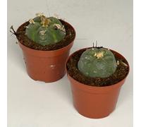 Lophophora williamsii - Peyote - Cactus peyotl - floraison, pot de 8,5cm