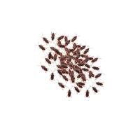 lopituwe Faux cafards, Jouets réalistes pour Halloween, idées Cadeaux et Fous rires garantis ! Ces Faux cafards servent de décorations d'halloween. Jouets et farces pour Enfants, Brun, S